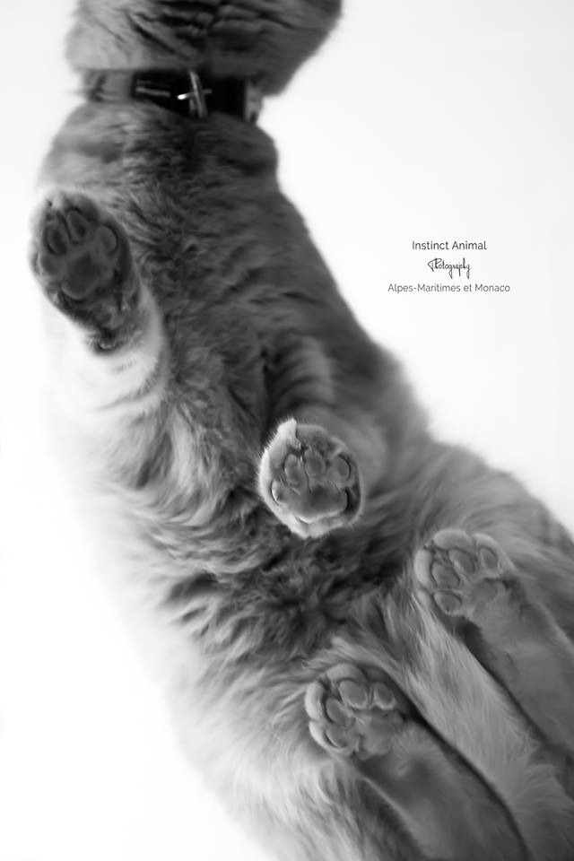 Photo Chat noir et blanc
