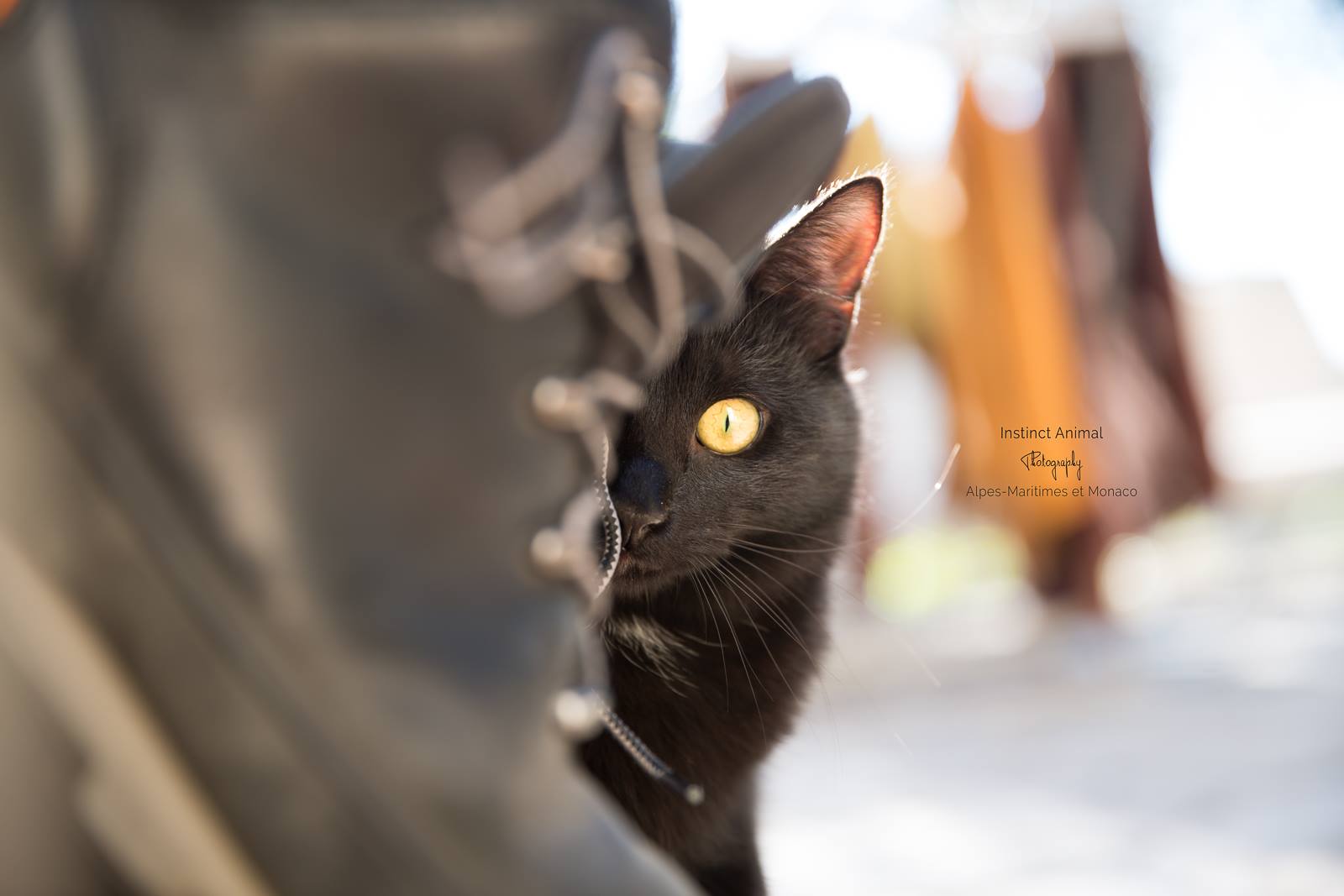 Photo Chat regard Instinct animal photography cannes